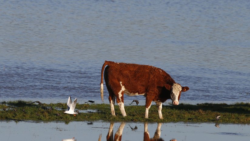 Video: Más de 50 vacas son barridas río abajo por una inundación repentina en EE.UU.