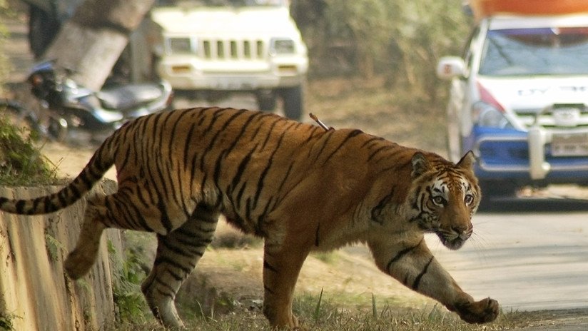Motociclistas escapan por poco de ser el almuerzo de un tigre en la India (VIDEO)