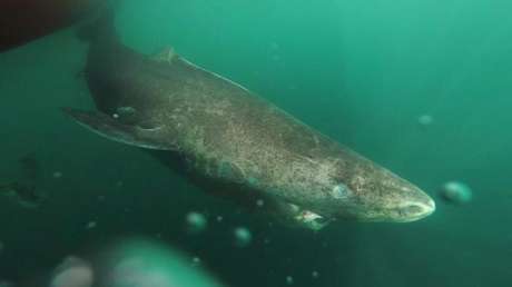 VIDEO: Le cortan la cola a un tiburón por diversión, lo dejan ir condenándolo a una muerte segura y causan indignación