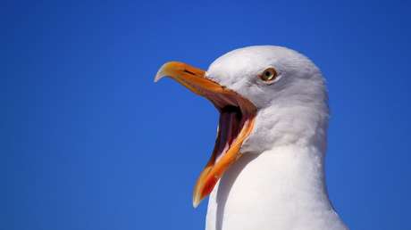 FOTO: Una gaviota descarada roba su rollito de langosta a una mujer en EE.UU.