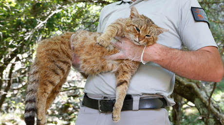 ¿Un 'gato zorro'? Descubren una posible nueva especie de felino en Francia (VIDEO)