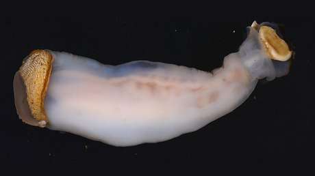 Hallan una criatura que come piedra y la reduce a arena