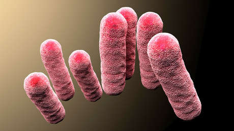 Hallan en esponjas de cocina un posible remedio contra bacterias resistentes a los antibióticos