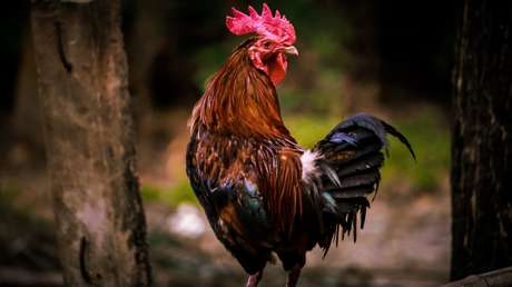Detienen a un boliviano por organizar riñas de gallos en Argentina bajo la fachada de una iglesia (VIDEO, FOTOS)