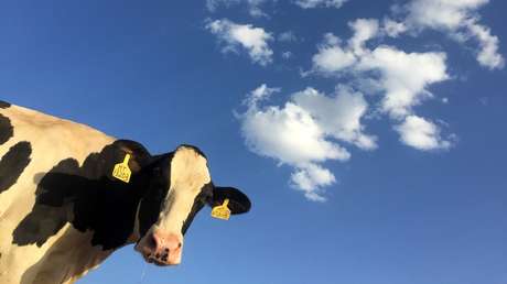 VIDEO: Una vaca 'visita' una cafetería en España y pone en fuga a los atemorizados clientes