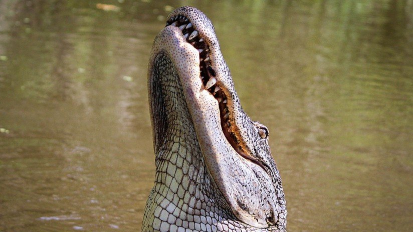 EE.UU.: Un caimán se come partes de un hombre que apareció muerto en Florida