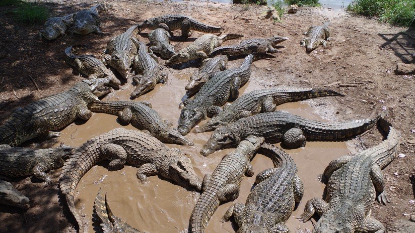 Una niña de dos años muere devorada por los cocodrilos que cría su familia en Camboya