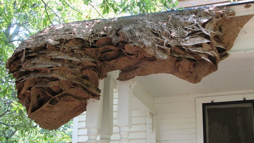 FOTO: Aparecen enormes nidos de avispas en zonas residenciales de EE.UU.