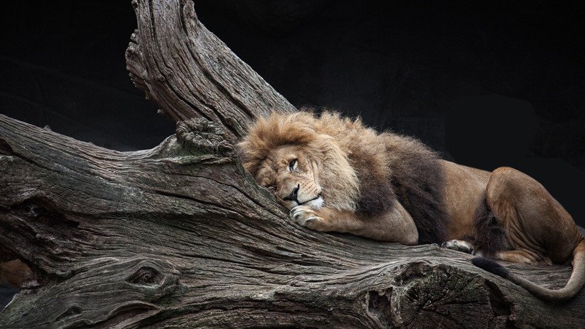 FOTO: Retratan a varios leones dormidos en las ramas de los árboles 