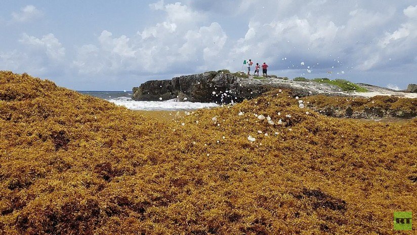 FOTOS: La gigantesca mancha de sargazo llega a las playas de México