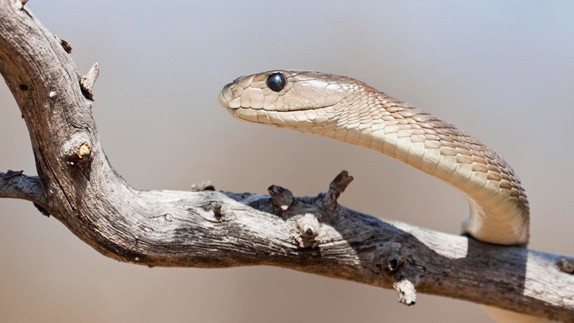 VIDEO: Una de las serpientes más letales del mundo 'llama' a la puerta de una casa y estremece a sus habitantes