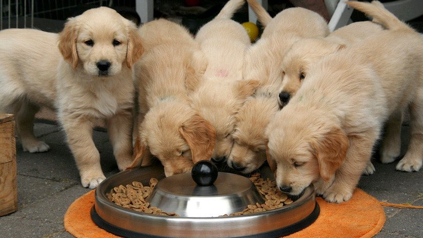 Vinculan populares marcas de comida para perros con una enfermedad cardíaca canina