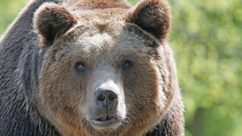 VIDEO: Un hombre se filma empujando a un oso salvaje y este le atraviesa la mano de un mordisco