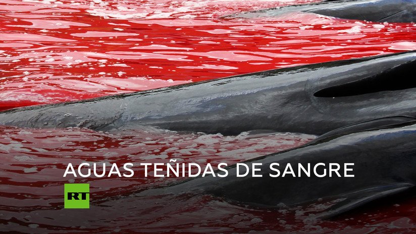 La matanza tradicional de ballenas en Dinamarca