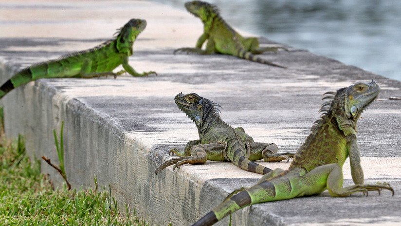 Las autoridades de Florida dan luz verde a los ciudadanos para matar iguanas verdes
