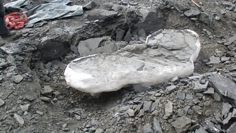 Mineros encuentran el fósil de un animal marino prehistórico en Canadá