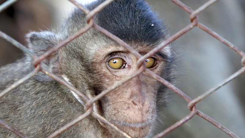 "Éticamente aterrador": Científicos advierten sobre los peligros de crear híbridos entre humanos y monos para buscar la cura al alzhéimer