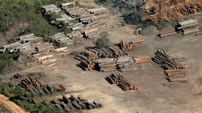 La deforestación en la Amazonía brasileña aumenta un 88%