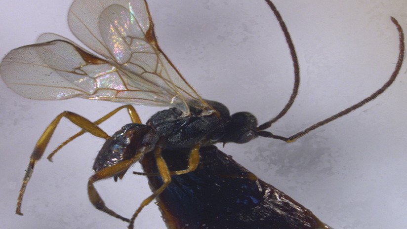 FOTOS: Identifican dos nuevas especies de avispas parásitas halladas en China a 3.400 metros sobre el nivel del mar