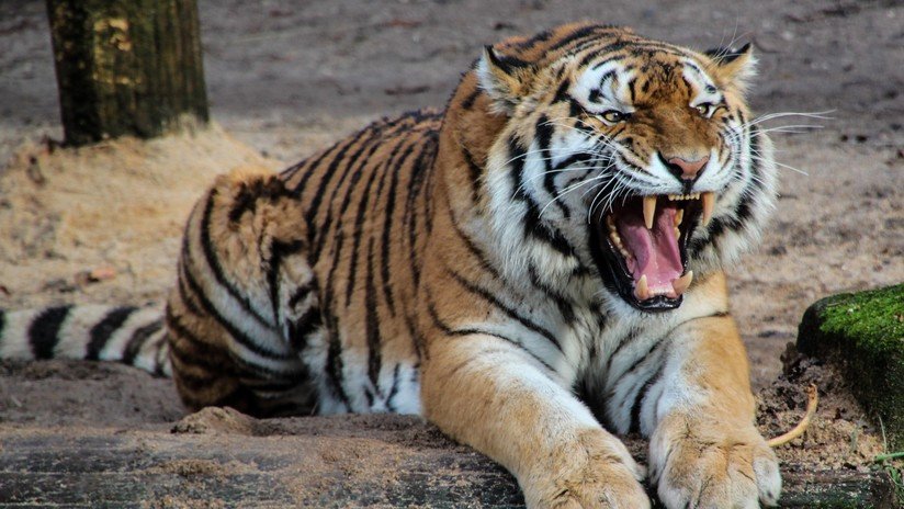 Cuatro tigres matan a su adiestrador durante un ensayo y juegan con su cuerpo ante el horror de sus compañeros