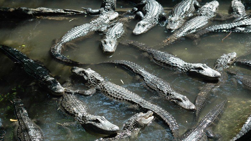 Una pareja halla a 10 caimanes devorando el cadáver de un menor en un lago de Florida