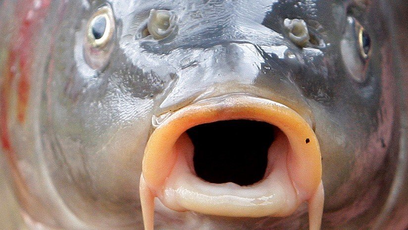 FOTO: Un británico bate un récord mundial al pescar una carpa siamesa de 105 kilogramos