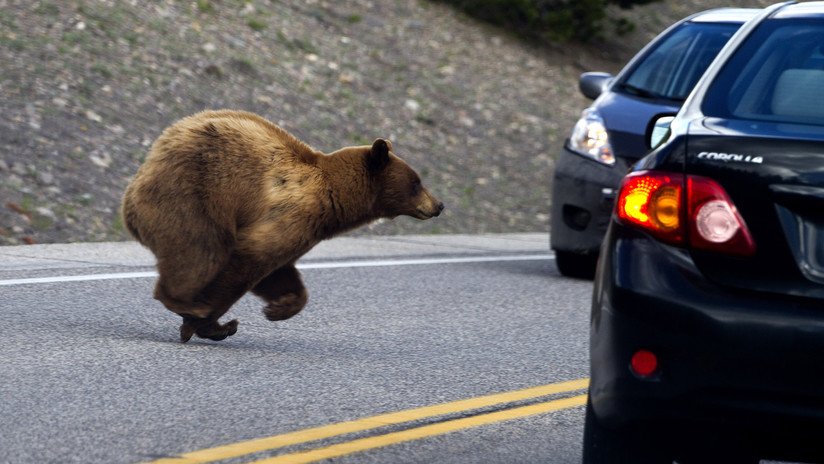 Un oso "delincuente" se 'roba' un auto y poco después sufre un accidente en EE.UU. (FOTO)