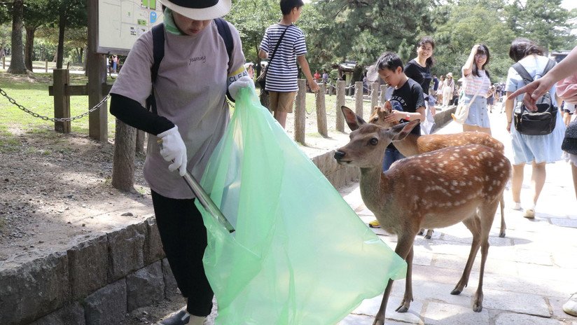 Uno de los tesoros naturales de Japón está muriendo por comer bolsas de plástico
