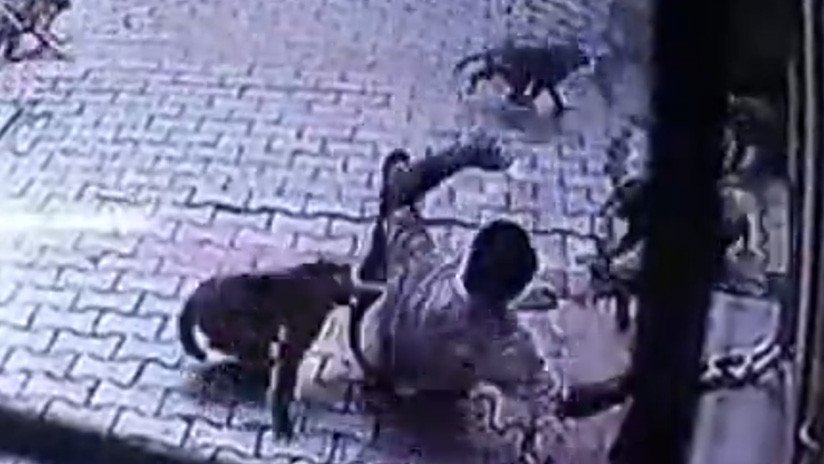 VIDEO: 'Pandilla' de monos ataca a un hombre y lo arroja al suelo en la India
