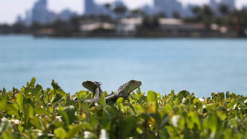 Las razones por las que Florida pide a sus habitantes que maten a las iguanas