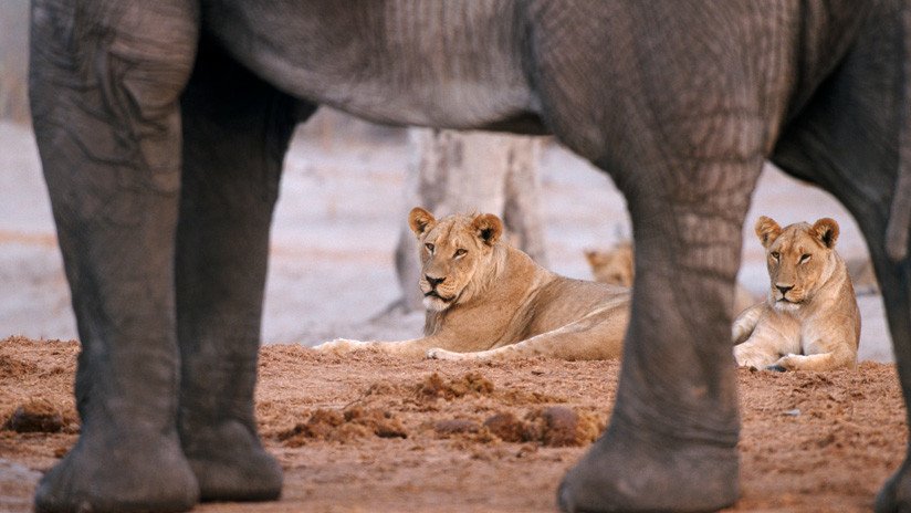 Dramático: Unos turistas graban cómo un joven elefante resiste el feroz ataque de una leona