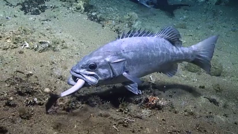 VIDEO: Un enorme pez se traga a un tiburón vivo