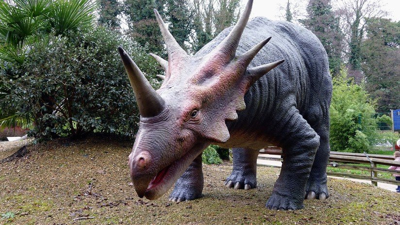 Descubren que un pequeño dinosaurio pariente del 'Triceratops' caminaba sobre dos patas