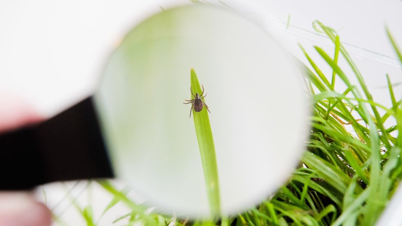 El Congreso sospecha que el Pentágono realizó experimentos secretos para crear insectos infectados como arma biológica