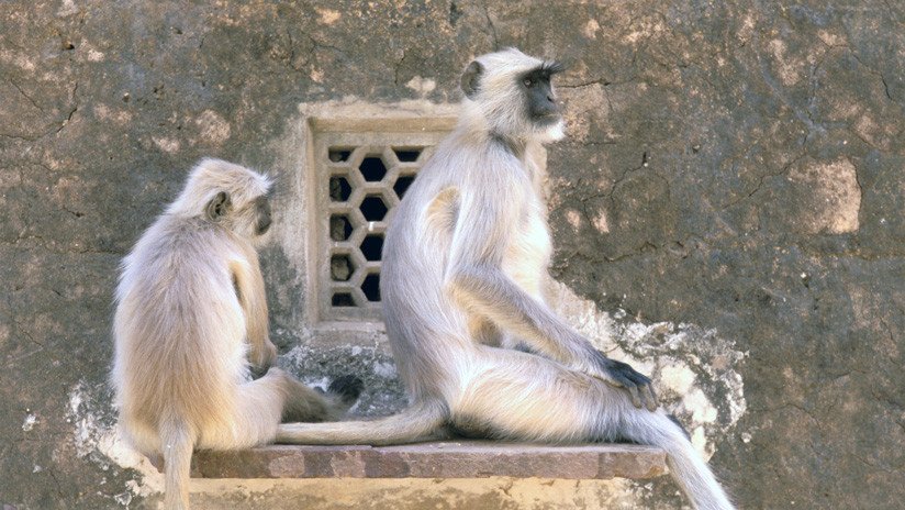 Ciudad india aterrorizada por los monos procede a su esterilización masiva