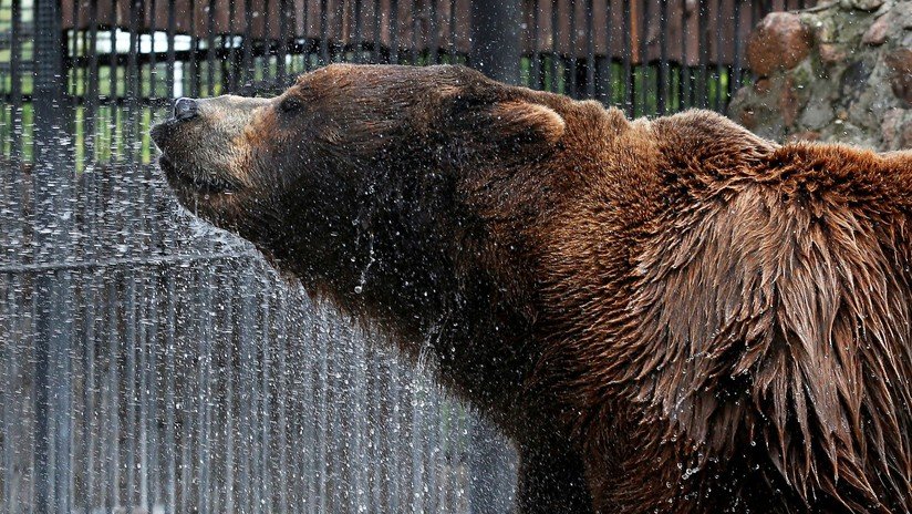 "Este oso tiene mejores vacaciones que yo": La foto del animal tomando un relajado baño de barro cautiva a la Red