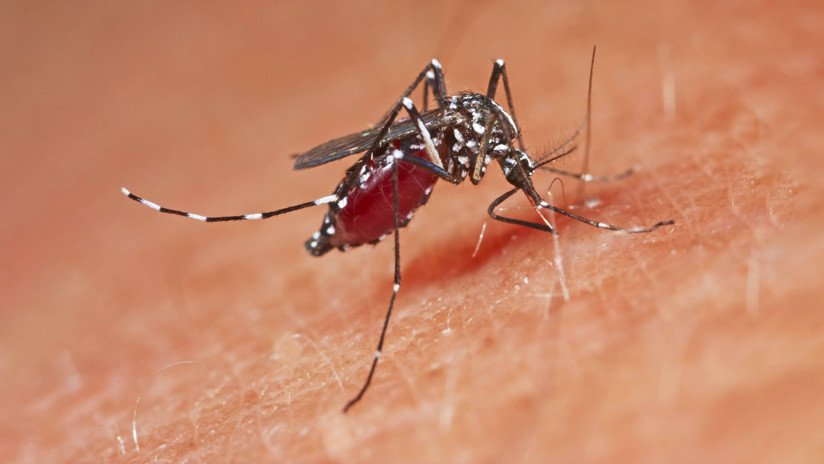 China logra eliminar en dos islas la población de mosquitos más peligrosos del mundo