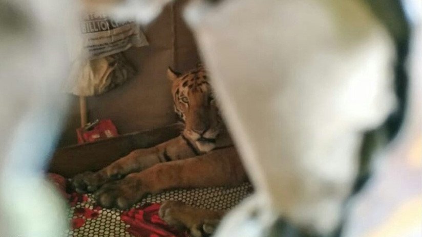 FOTOS: Un tigre irrumpe en una casa y se relaja en una cama tras huir de una inundación en la India