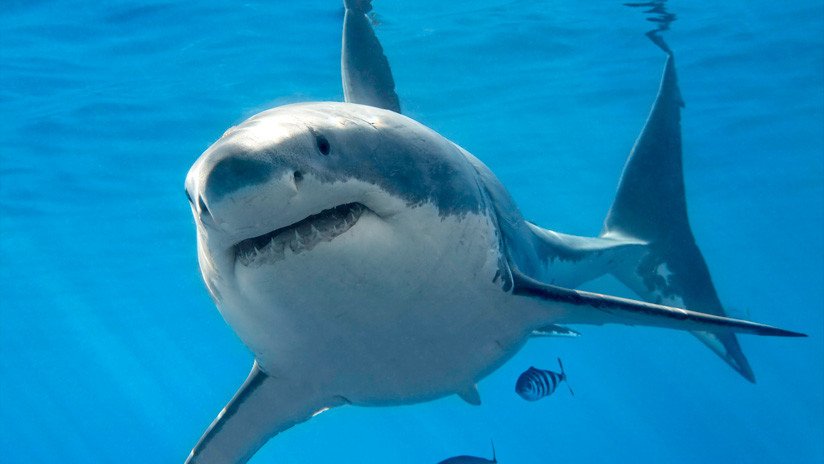 Un buzo cuenta cómo sobrevivió al segundo ataque de tiburón blanco que ha sufrido en su vida