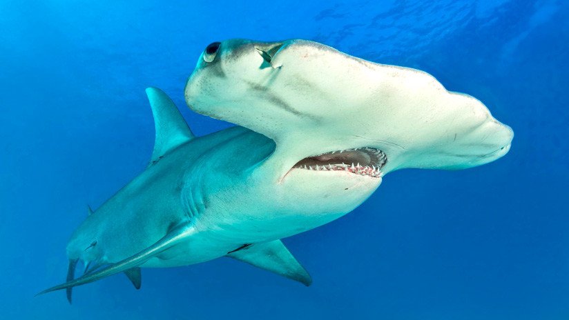 Avistan por primera vez un tiburón martillo en aguas británicas