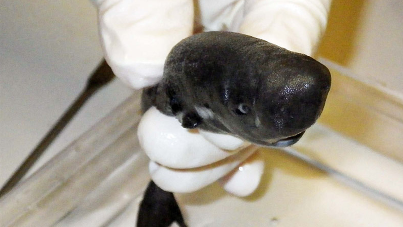 FOTO: Identifican una nueva especie de tiburón de bolsillo que expulsa un líquido fluorescente