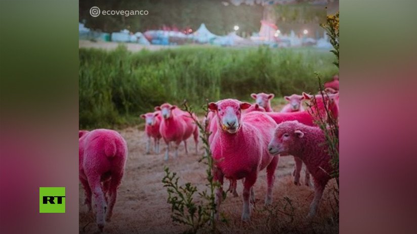 VIDEO: Acusan a un festival de maltrato animal por pintar ovejas de color fucsia