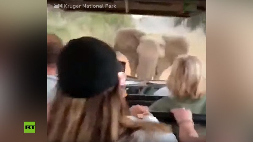 VIDEO: Un elefante enojado embiste contra un todoterreno lleno de turistas en Sudáfrica