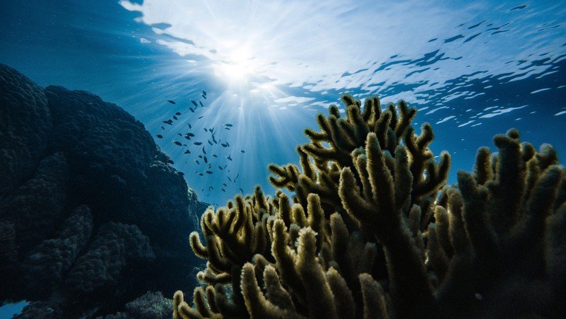 Descubren más de 1.100 hectáreas de arrecifes en el Golfo de México