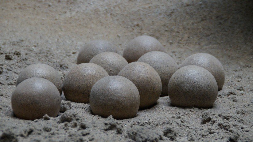 Un niño encuentra un nido de huevos de dinosaurio de 65 millones de años en China