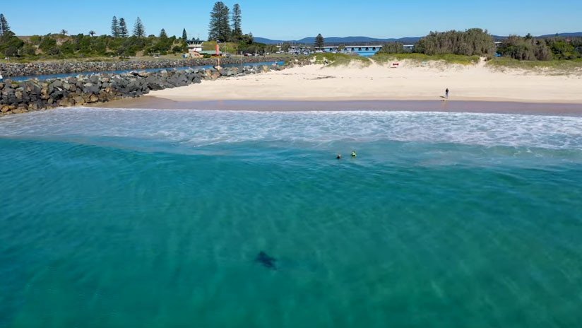 VIDEO: Un tiburón blanco acecha a pocos metros a un grupo de niños en Australia