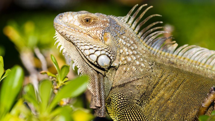 "Esto no es el salvaje Oeste": Florida aclara su consejo sobre matar iguanas "cuando sea posible"