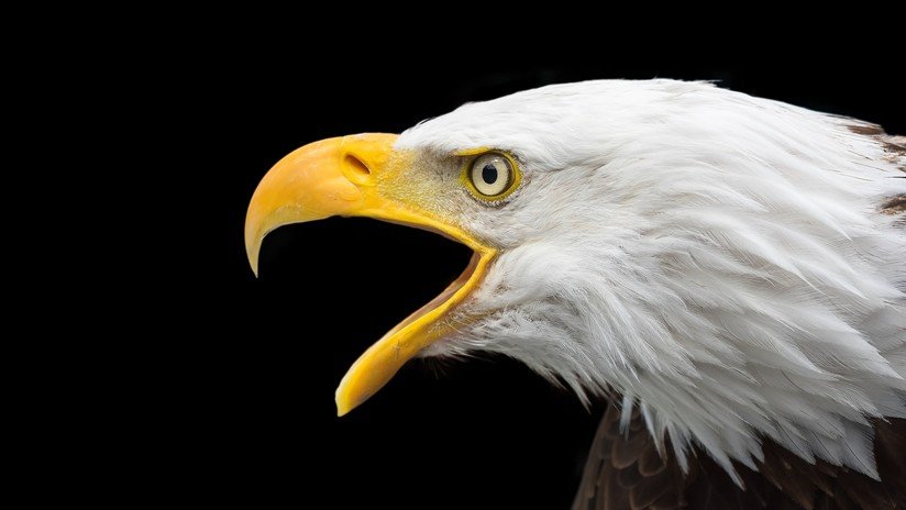 VIDEO: Un águila 'apresa' una GoPro y graba su vuelo 'en primera persona'