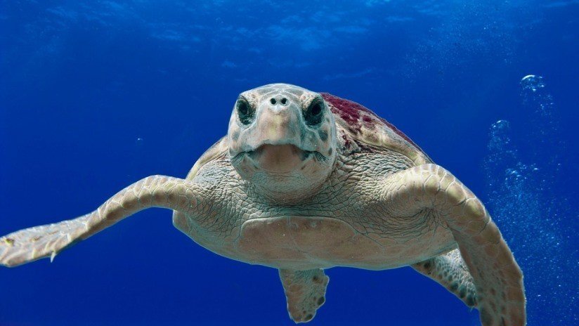 FOTOS: Captan a una tortuga en lucha desesperada por respirar mientras una red de pesca de tres metros envuelve su cuello