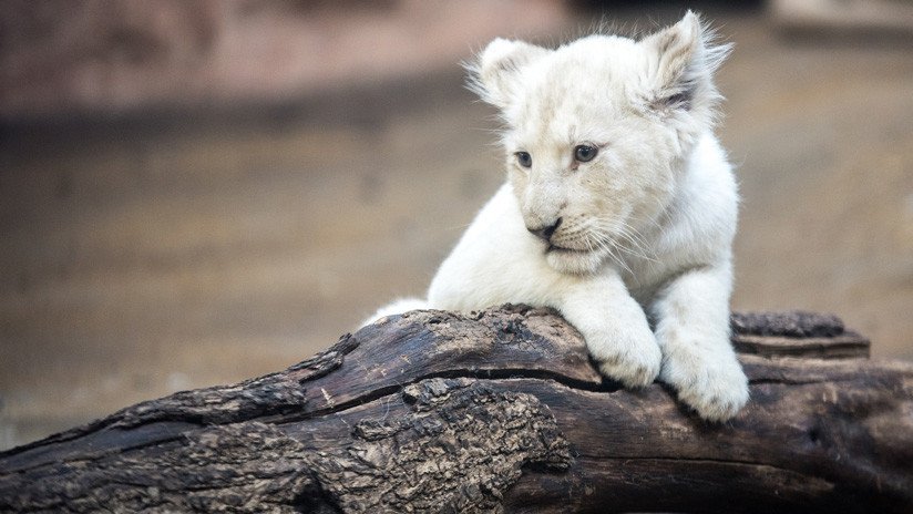 VIDEO: Filman un raro cachorro blanco de león en Sudáfrica